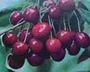 Prunus a. 'Bigarreau Burlat' 10-12 Halfstam wortelgoed - afbeelding 6