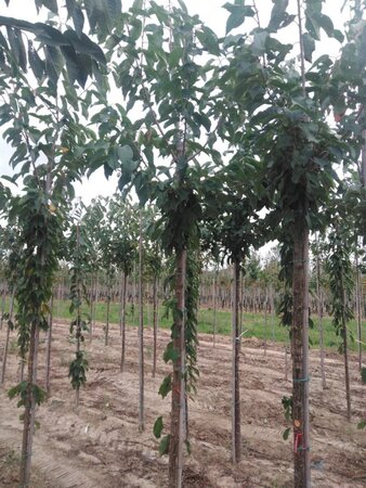 Prunus a. 'Bigarreau Burlat' 10-12 Hoogstam wortelgoed - afbeelding 7