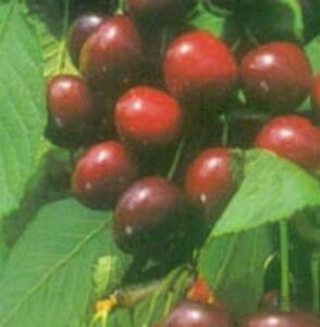 Prunus a. 'Bigarreau Burlat' 10-12 Hoogstam wortelgoed - afbeelding 5