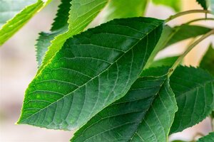 Prunus a. 'Bigarreau Burlat' 12-14 Halfstam wortelgoed - afbeelding 3