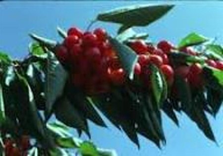 Prunus a. 'Bigarreau Burlat' 12-14 Halfstam wortelgoed - afbeelding 4