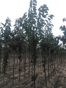 Prunus a. 'Bigarreau Burlat' 8-10 Hoogstam wortelgoed - afbeelding 4