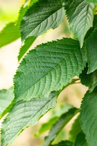 Prunus a. 'Bigarreau Napoléon' (=Gr. Prinzessinkirsche) 10-12 Halfstam wortelgoed - afbeelding 2