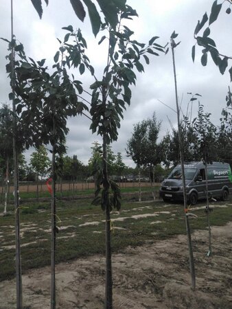 Prunus a. 'Bigarreau Napoléon' (=Gr. Prinzessinkirsche) 8-10 Hoogstam wortelgoed - afbeelding 2