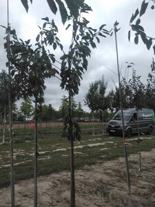 Prunus a. 'Bigarreau Napoléon' (=Gr. Prinzessinkirsche) 8-10 Hoogstam wortelgoed - afbeelding 2