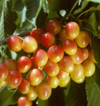 Prunus a. 'Bigarreau Napoléon' (=Gr. Prinzessinkirsche) 8-10 Hoogstam wortelgoed - afbeelding 10