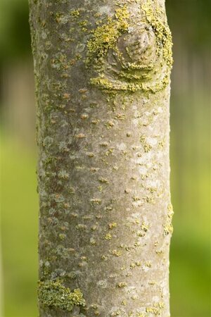 Prunus a. 'Bigarreau Napoléon' (=Gr. Prinzessinkirsche) 8-10 Hoogstam wortelgoed - afbeelding 4