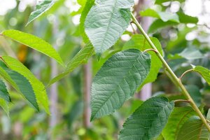 Prunus a. 'Bigarreau Noir'=Varikse Zwarte=Zwarte kraker 20-25 Hoogstam draadkluit 3 X verplant - afbeelding 2