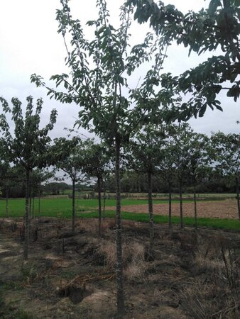 Prunus a. 'Bigarreau Noir'=Varikse Zwarte=Zwarte kraker 20-25 Hoogstam draadkluit 3 X verplant - afbeelding 3