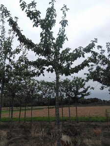 Prunus a. 'Bigarreau Noir'=Varikse Zwarte=Zwarte kraker 25-30 Hoogstam draadkluit 4 X verplant - afbeelding 3