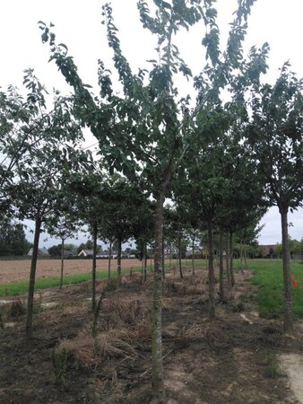 Prunus a. 'Bigarreau Noir'=Varikse Zwarte=Zwarte kraker 30-35 Hoogstam draadkluit 4 X verplant - afbeelding 3
