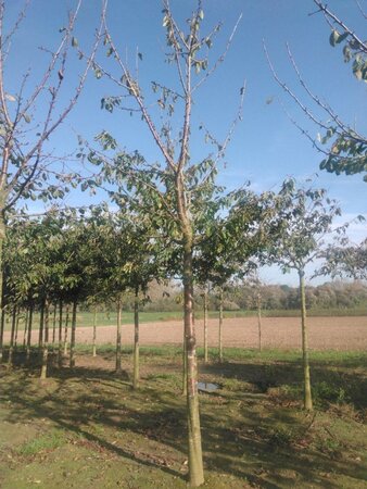 Prunus a. 'Bigarreau Noir'=Varikse Zwarte=Zwarte kraker 35-40 Hoogstam draadkluit 4 X verplant - afbeelding 3