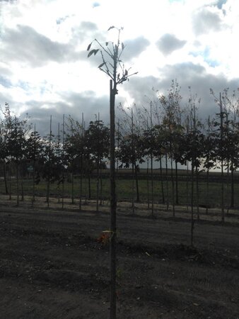 Prunus a. 'Bigarreau Noir'=Varikse Zwarte=Zwarte kraker 8-10 Hoogstam wortelgoed - afbeelding 3