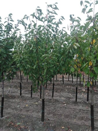 Prunus a. 'Donissens Gold' 14-16 Halfstam wortelgoed