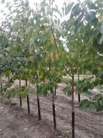Prunus a. 'Donissens Gold' 8-10 Halfstam wortelgoed