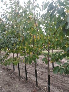 Prunus a. 'Donissens Gold' 8-10 Halfstam wortelgoed