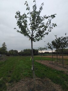 Prunus a. 'Early Rivers'(lindekers) 20-25 Hoogstam draadkluit 4 X verplant - afbeelding 5