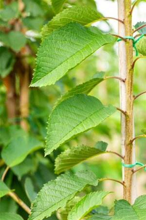 Prunus a. 'Early Rivers'(lindekers) 6-8 Hoogstam wortelgoed - afbeelding 2