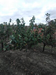 Prunus ar. Flavourcot 2jr. A kwal. wortelgoed struik