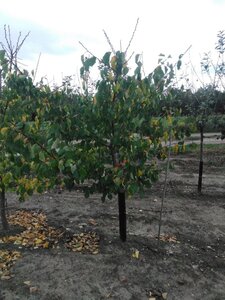 Prunus ar. 'Goldcot' 2jr. A kwal. wortelgoed struik