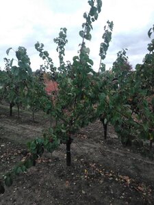 Prunus ar. 'Hongaarse' 2jr. A kwal. wortelgoed struik - afbeelding 2