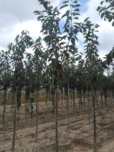 Prunus a. 'Hedelf. Riesenkirsche' 10-12 Hoogstam wortelgoed - afbeelding 5