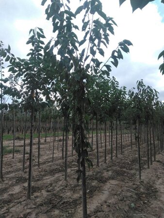 Prunus a. 'Hedelf. Riesenkirsche' 8-10 Hoogstam wortelgoed - afbeelding 5