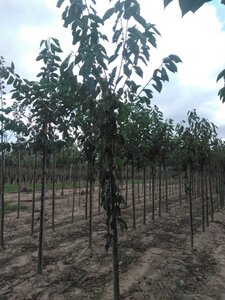 Prunus a. 'Hedelf. Riesenkirsche' 8-10 Hoogstam wortelgoed - afbeelding 5