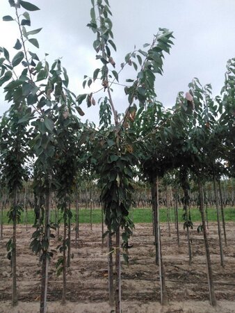 Prunus a. 'Kordia' 8-10 Hoogstam wortelgoed - afbeelding 2