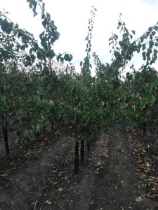 Prunus ar. 'Orangered' 2jr. A kwal. wortelgoed struik