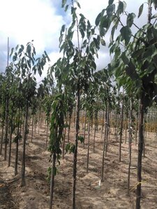 Prunus a. 'Regina' (middel) 10-12 Hoogstam wortelgoed - afbeelding 2