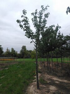 Prunus a. 'Regina' (middel) 25-30 STA WRB 3 X V