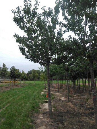 Prunus a. 'Regina' (middel) 35-40 Hoogstam draadkluit 4 X verplant