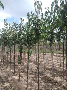 Prunus a. 'Regina' (middel) 8-10 Hoogstam wortelgoed - afbeelding 2