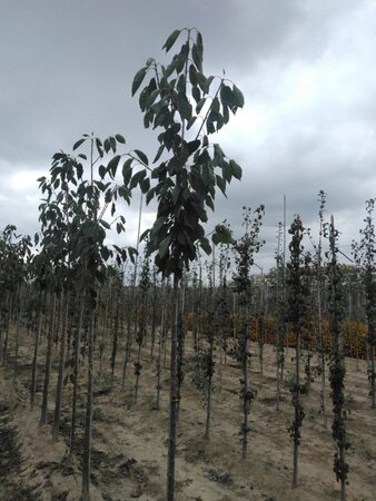 Prunus a. 'Schneid. Späte Knorpel.' 8-10 Hoogstam wortelgoed