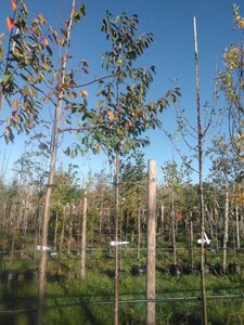 Prunus avium= boskers 10-12 Hoogstam BAG 3 X verplant