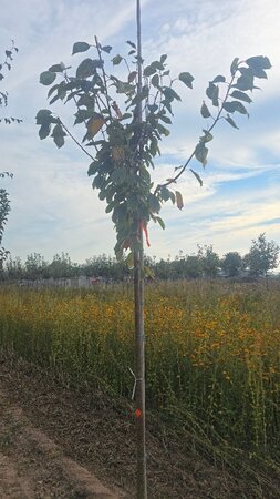 Prunus avium= boskers 12-14 Hoogstam wortelgoed 2 X verplant - afbeelding 1