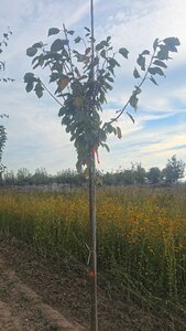 Prunus avium= boskers 12-14 Hoogstam wortelgoed 2 X verplant - afbeelding 1