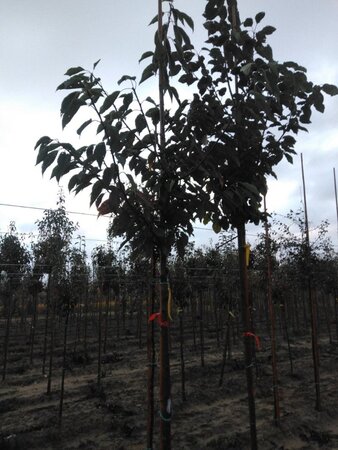 Prunus avium= boskers 12-14 Hoogstam wortelgoed 2 X verplant - afbeelding 2