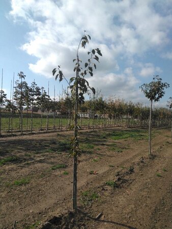 Prunus avium= boskers 6-8 Hoogstam wortelgoed - afbeelding 1