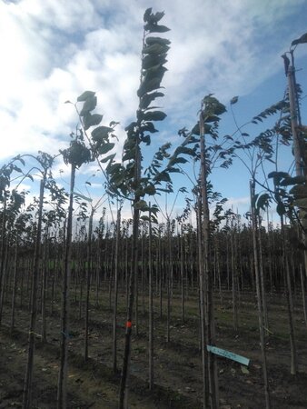 Prunus avium= boskers 6-8 Hoogstam wortelgoed - afbeelding 5