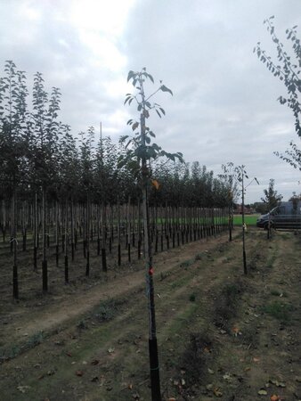 Prunus avium= boskers 6-8 Hoogstam wortelgoed - afbeelding 9