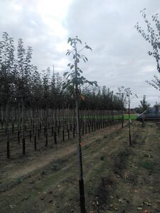 Prunus avium= boskers 6-8 Hoogstam wortelgoed - afbeelding 9