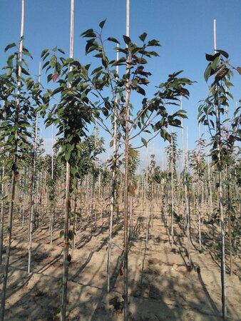 Prunus avium= boskers 6-8 Hoogstam wortelgoed - afbeelding 4