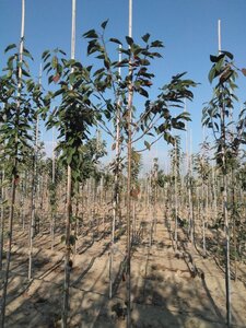 Prunus avium= boskers 6-8 Hoogstam wortelgoed - afbeelding 4