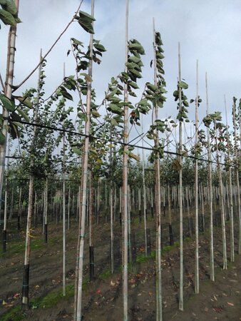 Prunus avium= boskers 6-8 Hoogstam wortelgoed - afbeelding 3