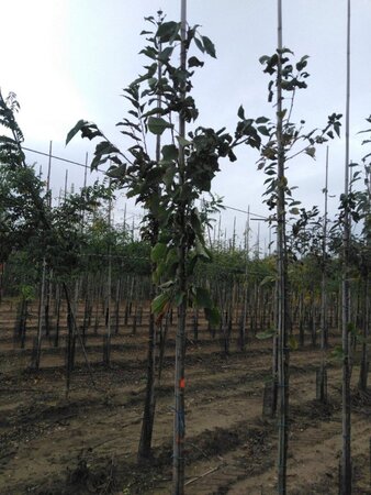 Prunus avium= boskers 6-8 Hoogstam wortelgoed - afbeelding 6