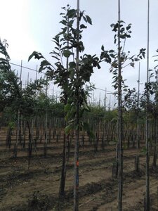 Prunus avium= boskers 6-8 Hoogstam wortelgoed - afbeelding 6