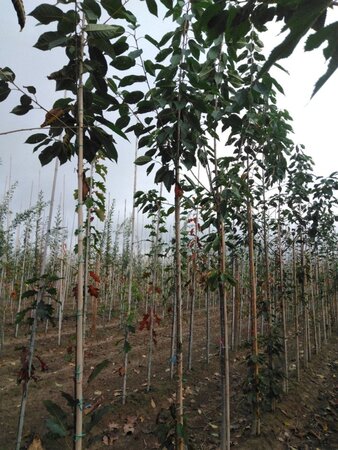 Prunus avium= boskers 6-8 Hoogstam wortelgoed - afbeelding 8