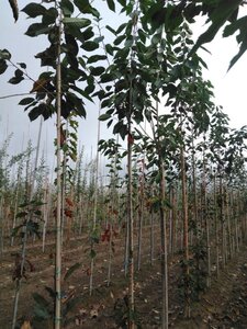 Prunus avium= boskers 6-8 Hoogstam wortelgoed - afbeelding 8